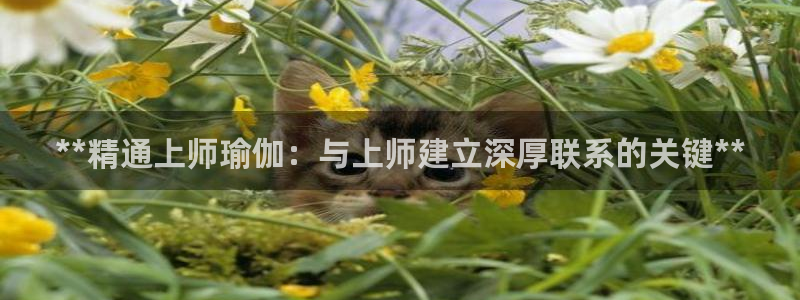 欧洲杯投注入口官网